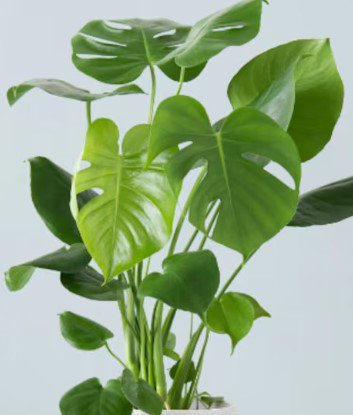 Monstera Deliciosa Split Leaf Flower Live Garden Plant rare Home Plant FREESHIPPING