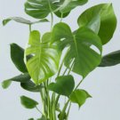 Monstera Deliciosa Split Leaf Flower Live Garden Plant rare Home Plant FREESHIPPING
