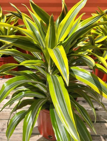 Lemon Lime Dracaena Fragrans Flower Live Garden Plant rare Home Plant FREESHIPPING