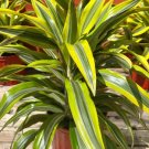 Lemon Lime Dracaena Fragrans Flower Live Garden Plant rare Home Plant FREESHIPPING