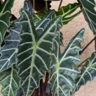 Alocasia Polly Flower Live Garden Plant rare Home Plant FREESHIPPING