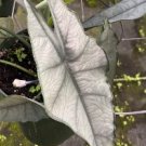 Alocasia Dragons Breath Flower Live Garden Plant rare Home Plant FREESHIPPING