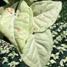Milk Confetti Syngonium Flower Live Garden Plant rare Home Plant FREESHIPPING