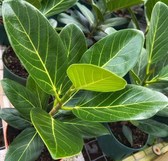 Ficus Audrey Flower Live Garden Plant rare Home Plant FREESHIPPING
