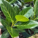 Ficus Audrey Flower Live Garden Plant rare Home Plant FREESHIPPING