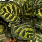 Makoyana Prayer Plant Flower Live Garden Plant rare Home Plant FREESHIPPING