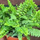 Boston Fern 'Compacta' Plant Flower Live Garden Plant rare Home Plant FREESHIPPING
