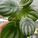 Watermelon Peperomia Radiator Plant Flower Live Garden Plant rare Home Plant FREESHIPPING