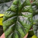 Alocasia Quilted Dreams Sinuata Plant Flower Live Garden Plant rare Home Plant FREESHIPPING