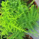 Plumosus Nana Lace Fern Plant Flower Live Garden Plant rare Home Plant FREESHIPPING