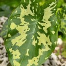 Alocasia Hilo Beauty Plant Flower Live Garden Plant rare Home Plant FREESHIPPING