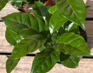 Arabica Coffee Plant Live Garden Plant rare Home Plant FREESHIPPING