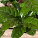 Arabica Coffee Plant Live Garden Plant rare Home Plant FREESHIPPING
