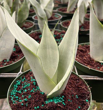 Moonshine Sansevieria Plant Live Garden Plant rare Home Plant FREESHIPPING