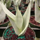 Moonshine Sansevieria Plant Live Garden Plant rare Home Plant FREESHIPPING