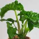 Alocasia Low Rider Plant Live Garden Plant rare Home Plant FREESHIPPING