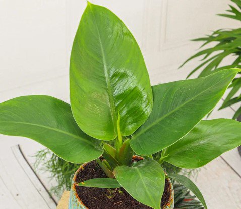 Imperial Green Philodendron Plant Live Garden Plant rare Home Plant FREESHIPPING