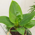 Imperial Green Philodendron Plant Live Garden Plant rare Home Plant FREESHIPPING