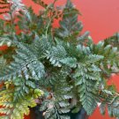 Rabbit Foot Fern Plant Live Garden Plant rare Home Plant FREESHIPPING