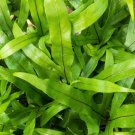 Kangaroo Paw Fern Plant Live Garden Plant rare Home Plant FREESHIPPING
