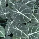 Alocasia Reginula Black Velvet Plant Live Garden Plant rare Home Plant FREESHIPPING