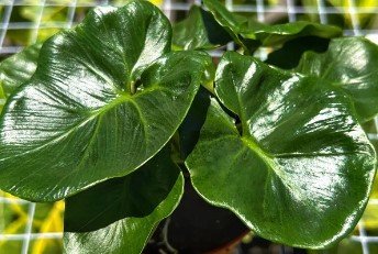 Philodendron Atom Plant Live Garden Plant rare Home Plant FREESHIPPING