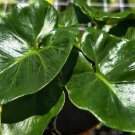 Philodendron Atom Plant Live Garden Plant rare Home Plant FREESHIPPING