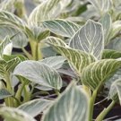 Variegated Philodendron 'Birkin' Plant Live Garden Plant rare Home Plant FREESHIPPING