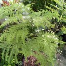 Asparagus Fern Rare Plant Live Garden Plant rare Home Plant FREESHIPPING