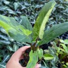Alocasia Lauterbachiana variegated Plant Live Garden Plant rare Home Plant FREESHIPPING