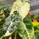 Alocasia Variegated ''Frydek'' Plant Live Garden Plant rare Home Plant FREESHIPPING