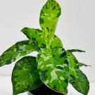 Aglaonema Pictum Tricolor Plant Live Garden Plant rare Home Plant FREESHIPPING