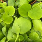 Dischidia Platyphylla Plant Live Garden Plant rare Home Plant FREESHIPPING
