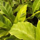 Calathea Yellow Fusion Plant Live Garden Plant rare Home Plant FREESHIPPING