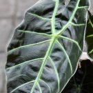 Alocasia Suhirmaniana Plant Live Garden Plant rare Home Plant FREESHIPPING