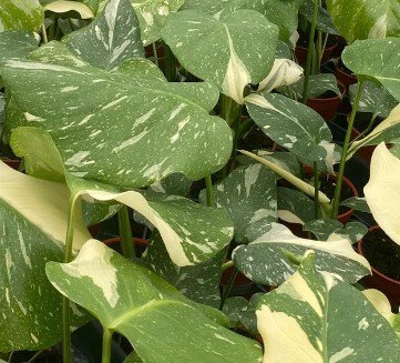 Monstera Thai Constellation Plant Live Garden Plant rare Home Plant FREESHIPPING