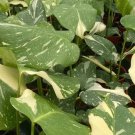Monstera Thai Constellation Plant Live Garden Plant rare Home Plant FREESHIPPING