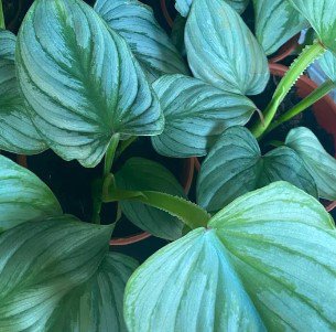 Philodendron Mamei Silver Plant Live Garden Plant rare Home Plant FREESHIPPING