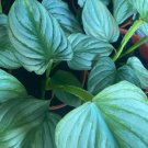 Philodendron Mamei Silver Plant Live Garden Plant rare Home Plant FREESHIPPING