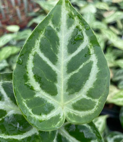Anthurium Silver Blush Plant Live Garden Plant rare Home Plant FREESHIPPING