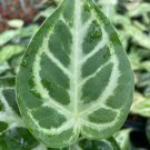 Anthurium Silver Blush Plant Live Garden Plant rare Home Plant FREESHIPPING