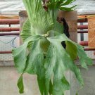 Platycerium Wandae Rare Plant Live Garden Plant rare Home Plant FREESHIPPING