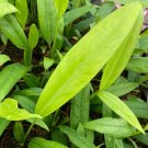 Anthurium Vittarifolium Rare Plant Live Garden Plant rare Home Plant FREESHIPPING