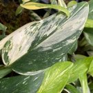 Monstera Standleyana Albo Variegata Plant Live Garden Plant rare Home Plant FREESHIPPING