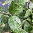 Hoya Verticillata Black Margin Plant Live Garden Plant rare Home Plant FREESHIPPING