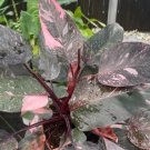 Philodendron Pink Princess Marble Plant Live Garden Plant rare Home Plant FREESHIPPING