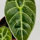Alocasia Watsoniana Plant Live Garden Plant rare Home Plant FREESHIPPING