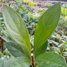 Anthurium Cobra Plant Live Garden Plant rare Home Plant FREESHIPPING