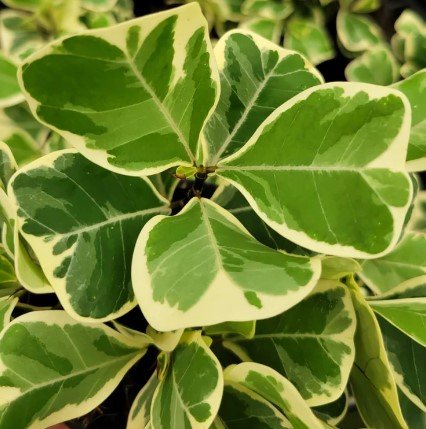 Ficus Triangularis Plant Live Garden Plant rare Home Plant FREESHIPPING