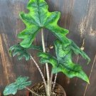 Alocasia Jacklyn Rare Plant Live Garden Plant rare Home Plant FREESHIPPING